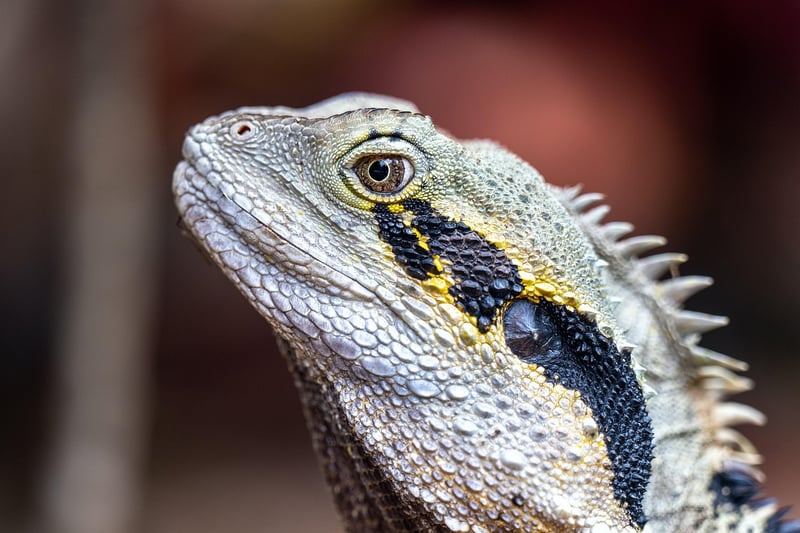 Dragon Portrait