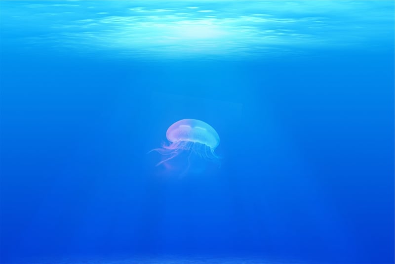 Underwater Creatures