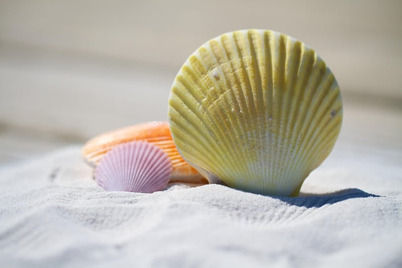 Seashells and Coral