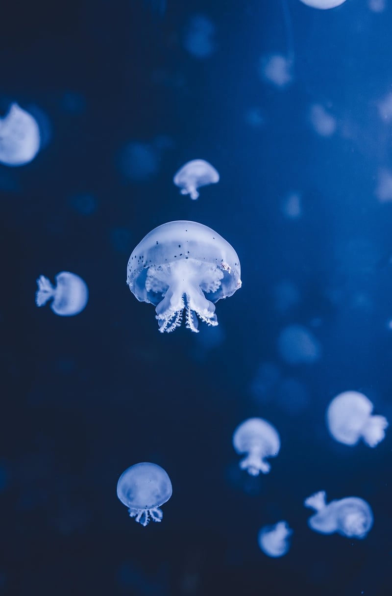 Underwater Blues and Greens